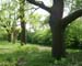 Csorvas_Nagy_majori_Wenckheim-kastely_fasora_2007.